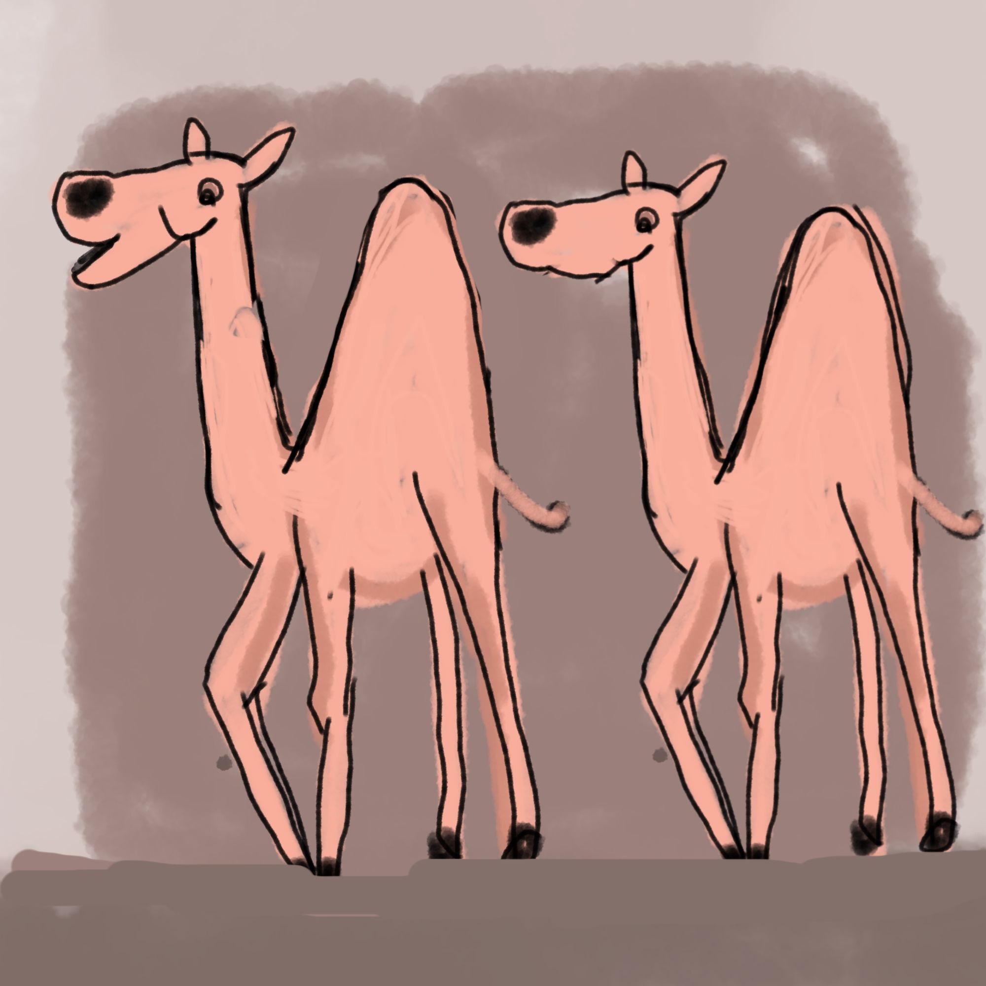 two camels walking