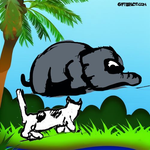 elephant taking a bath and the cat