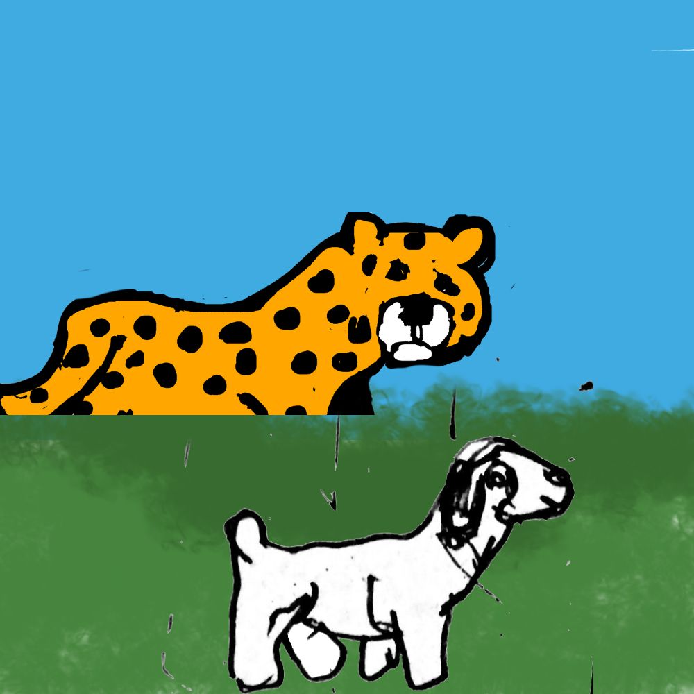cheetah spotted a goat