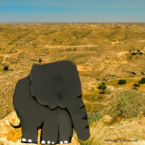 elephant in the desert