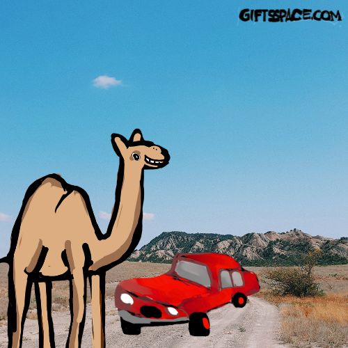 a camel and a red car encounter