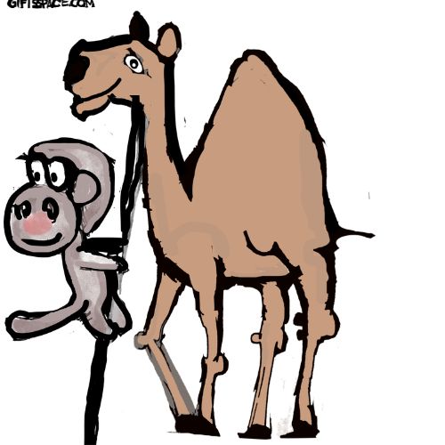 monkey and a camel