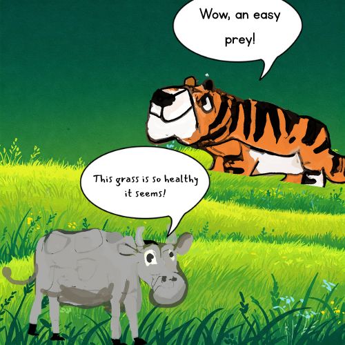 tiger hiding in the grass and the cow