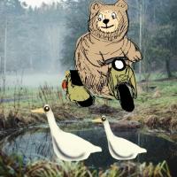 bear on the scooter and the ducks