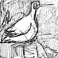Bird Egret