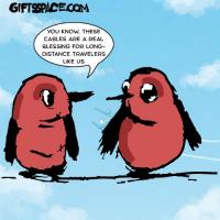 Cable Blessing And The Long Distance Flying Birds