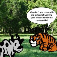 A Tiger's Invitation