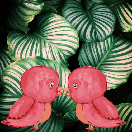 two pink little birds
