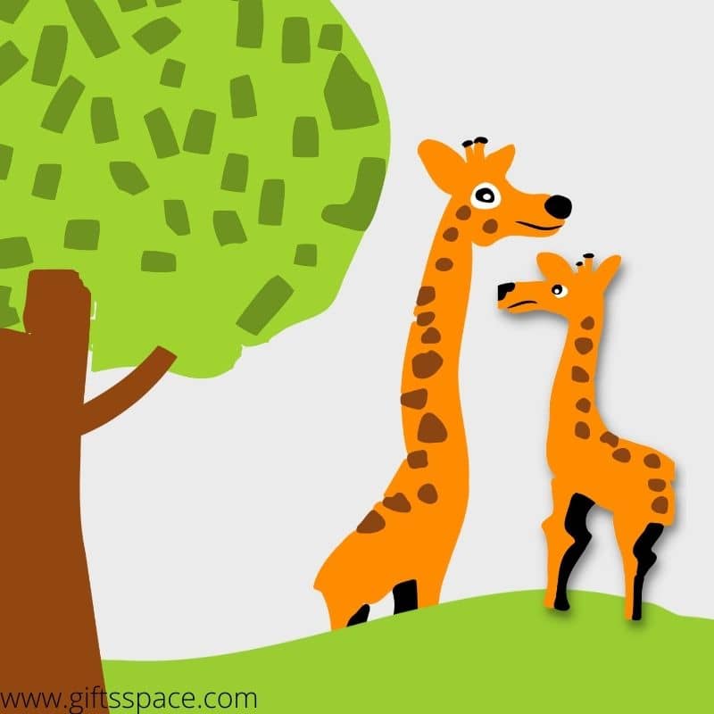 two giraffes